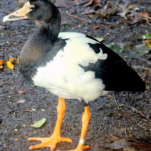 Magpie goose; Barnes; 19th October 2019
