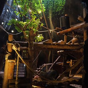 Western lowland gorilla indoor housing in the first gorilla volcano, 2019-10-04