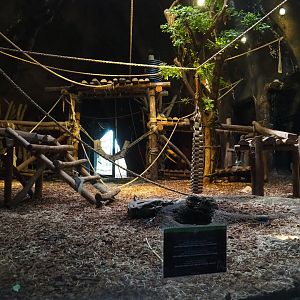 Western lowland gorilla indoor housing in the first gorilla volcano, 2019-10-04