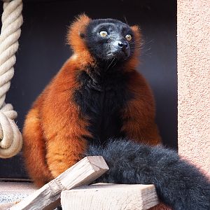 Red ruffed lemur (Varecia rubra), 2019-10-04