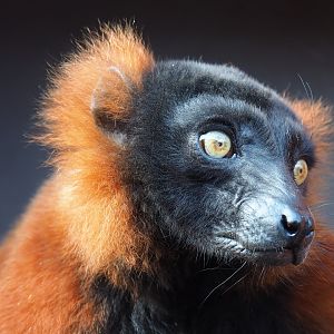 Red ruffed lemur (Varecia rubra), 2019-10-04