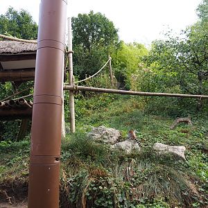 Vegetation and climbing structures on the lemur island, 2019-10-04