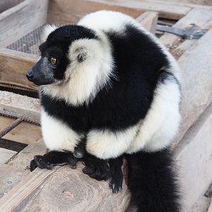 Black-and-white ruffed lemur (Varecia variegata variegata), 2019-10-04