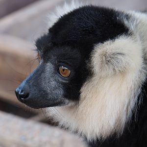 Black-and-white ruffed lemur (Varecia variegata variegata), 2019-10-04
