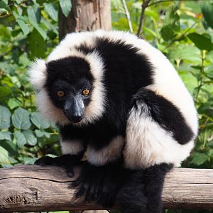 Black-and-white ruffed lemur (Varecia variegata variegata), 2019-10-04