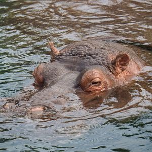 Hippopotamus amphibius, 2019-10-04