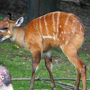 Western sitatunga (Tragelaphus spekii gratus), 2019-10-04