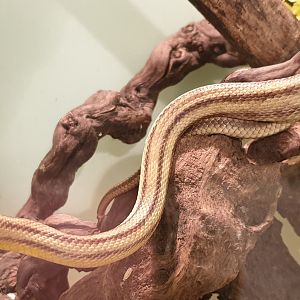 Elaphe obsoleta quadrivittata