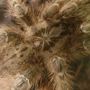 Togo starbrust baboon - Heteroscodra machlata