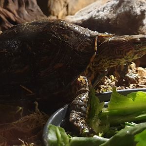 Rhinoclemmys pulcherimma manni