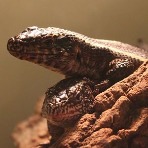 Gerrhosaurus valisus