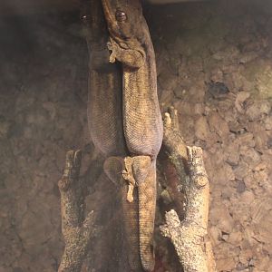 Homopholis wahlbergi