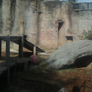 Recently renovated lion exhibit