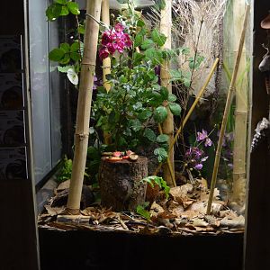 Mixed invertebrate exhibit 2