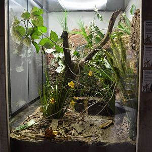 Mixed invertebrate exhibit 4