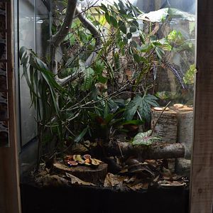 Mixed invertebrate exhibit 5