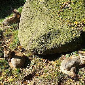 East African bat-eared fox