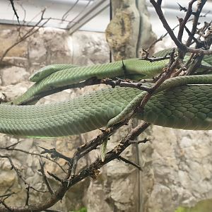 Green Mamba