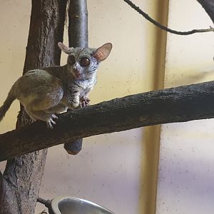 Northern Lesser Galago