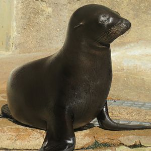 California sea lion pup
