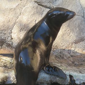California sea lion pup