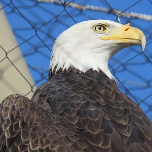 Bald eagle