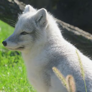 Arctic fox