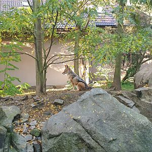 Southern black-backed jackal