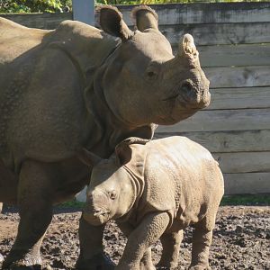 Indian rhinoceros and calf