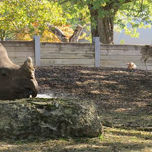 Adult Indian rhino with chital deer