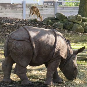 Indian rhino calf with chital deer