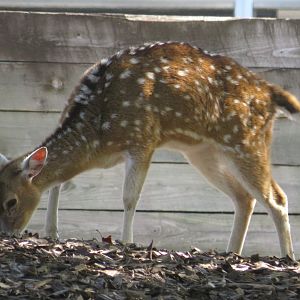 Chital deer
