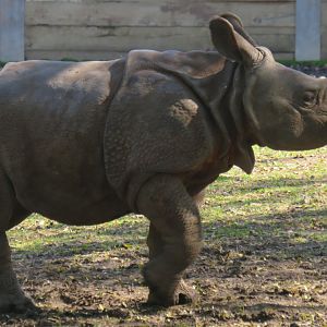 Indian rhinoceros calf