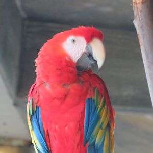 Scarlet macaw