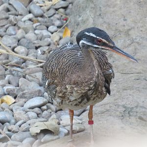 Sunbittern