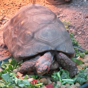 Red-footed tortoise
