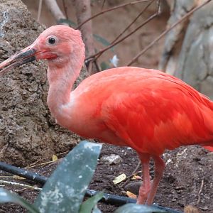 Scarlet ibis