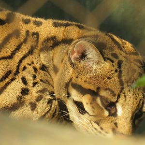 Ocelot