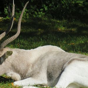 Addax