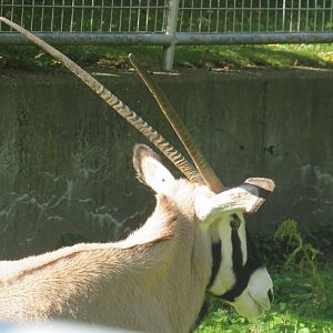 Gemsbok