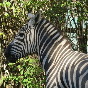 Grant's zebra