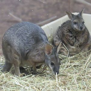 Tammar wallabies