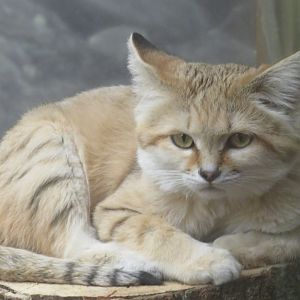Sand cat