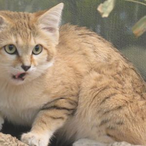 Sand cat eating a mouse