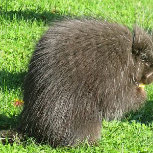 North American porcupine