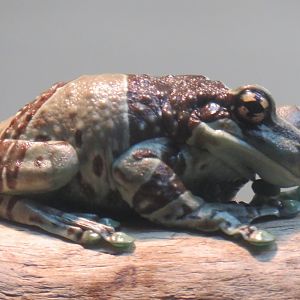 Amazon milk frog