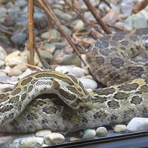 Mexican lance-headed rattlesnake
