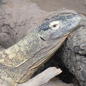 Komodo dragon