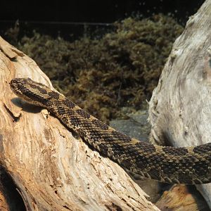 Massasauga rattlesnake