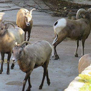 Bighorn sheep herd